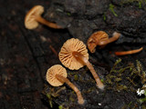 Micromphale arbuticola image