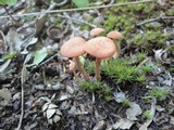 Laccaria bicolor image