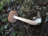Laccaria bicolor image
