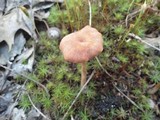 Laccaria bicolor image