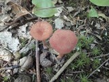Laccaria bicolor image