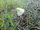 Conocybe apala image