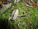 Helvella macropus image