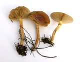 Pholiota velaglutinosa image