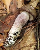 Tylopilus plumbeoviolaceus image