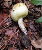 Agaricus auricolor image