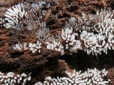 Ceratiomyxa fruticulosa var. fruticulosa image