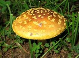 Amanita flavorubens image