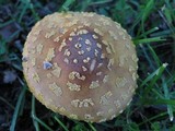 Amanita flavorubens image