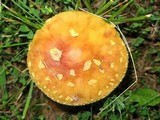 Amanita flavorubens image