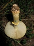 Amanita flavorubens image