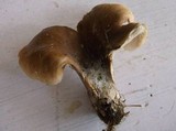 Hohenbuehelia petaloides image