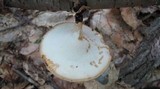Polyporus leptocephalus image