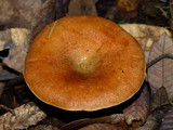 Lactarius rubrilacteus image