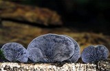 Resupinatus applicatus image