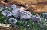 Resupinatus applicatus image