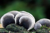 Resupinatus applicatus image