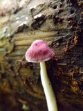 Gymnopus iocephalus image