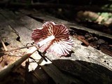 Gymnopus iocephalus image