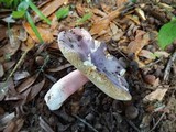 Russula mariae image