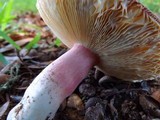 Russula mariae image