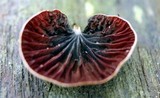 Anthracophyllum lateritium image