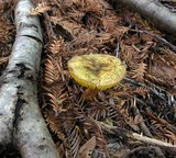 Phylloporus rhodoxanthus image