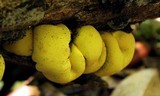 Entonaema liquescens image