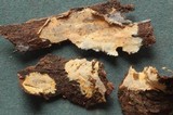 Phanerochaete sordida image