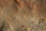 Phanerochaete sordida image