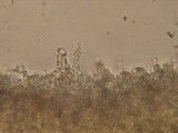 Phanerochaete sordida image