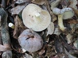 Lactarius argillaceifolius image