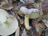 Lactarius argillaceifolius image