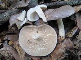 Lactarius argillaceifolius image