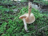 Lactarius subplinthogalus image