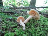 Lactarius subplinthogalus image