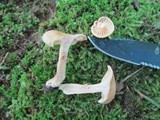 Lactarius subplinthogalus image