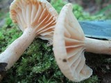 Lactarius subplinthogalus image