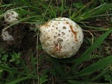 Amanita rubescens var. rubescens image