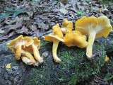 Cantharellus lateritius image