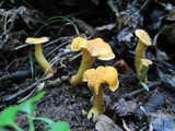 Cantharellus lateritius image