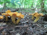 Cantharellus lateritius image