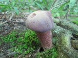 Tylopilus violatinctus image