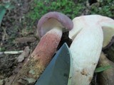 Tylopilus violatinctus image