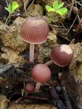 Mycena clarkeana image