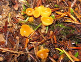 Sowerbyella rhenana image