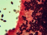 Panaeolus olivaceus image