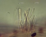 Panaeolus olivaceus image
