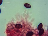 Panaeolus olivaceus image
