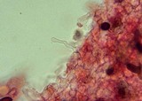 Panaeolus olivaceus image